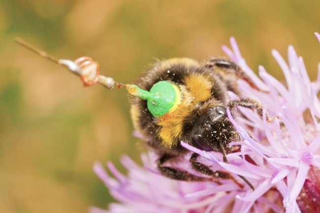 British scientist uses radar to track bee's lifelong route Picture 2