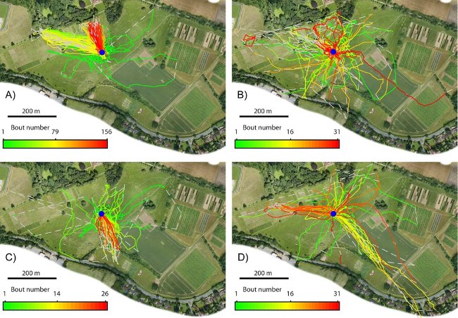 British scientist uses radar to track bee's lifelong route Picture 3