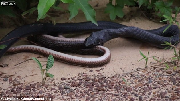 Brown snakes survived miraculously after being swallowed by the black snake and then released Picture 2