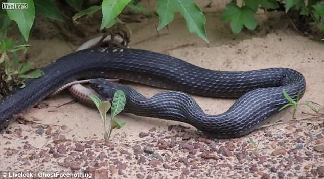 Brown snakes survived miraculously after being swallowed by the black snake and then released Picture 3