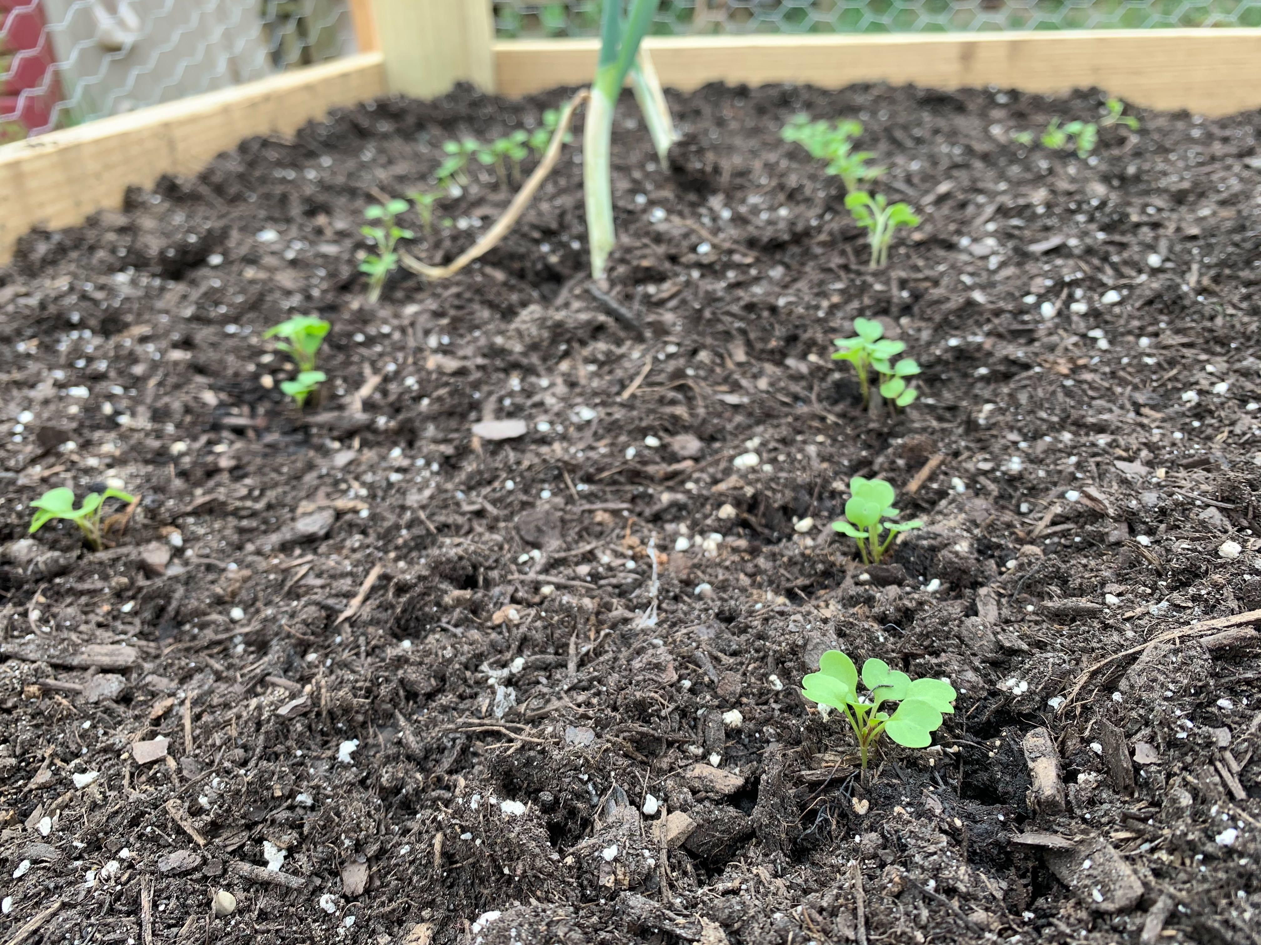 Build a coronavirus victory garden for fresh food and fresh air Picture 1