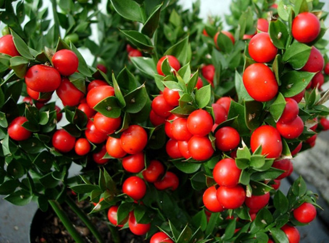Butcher Broom - The exotic fruit tree grows from leaves Picture 11