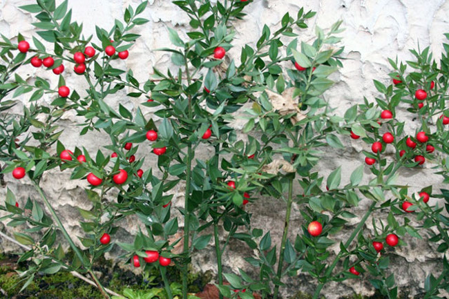 Butcher Broom - The exotic fruit tree grows from leaves Picture 5