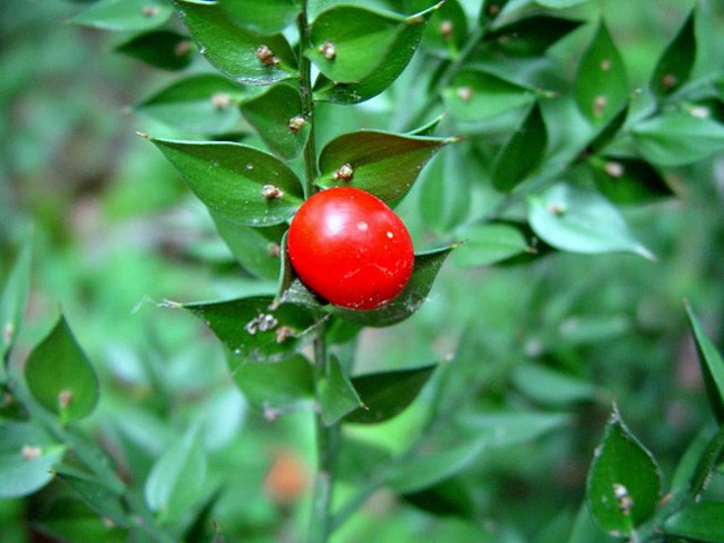 Butcher Broom - The exotic fruit tree grows from leaves Picture 6