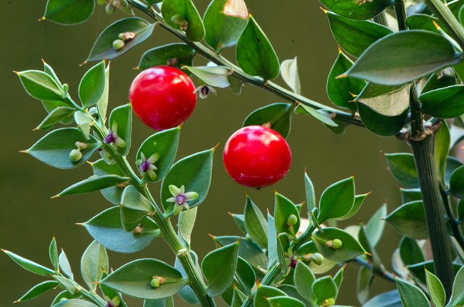 Butcher Broom - The exotic fruit tree grows from leaves Picture 7