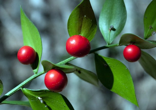 Butcher Broom - The exotic fruit tree grows from leaves Picture 8