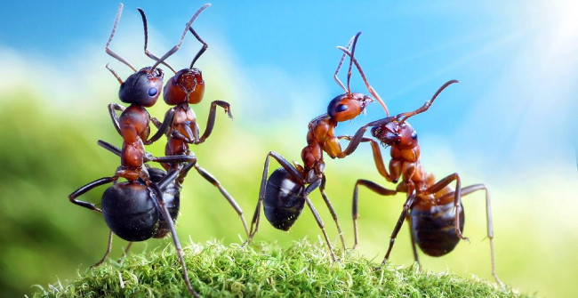 Can ants survive if they fall from the roof of the building?