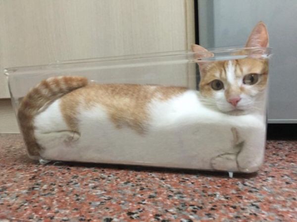 'Cats are liquids' and 'laughable' studies in the Ig Nobel Prize 2017 Picture 1