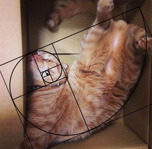 Cats are perfect animals, at least when applying the Golden Fibonacci ratio Picture 12