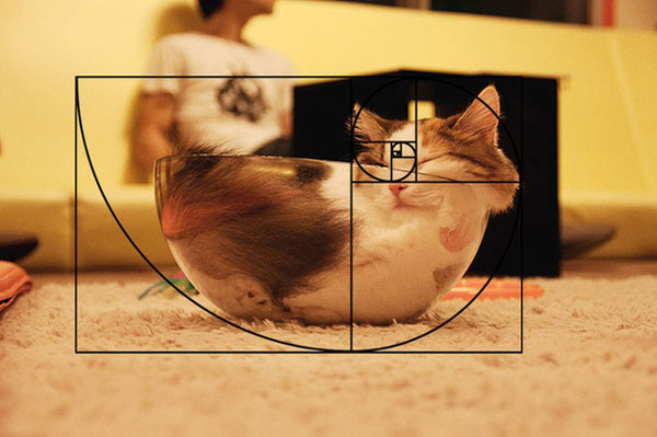 Cats are perfect animals, at least when applying the Golden Fibonacci ratio Picture 13