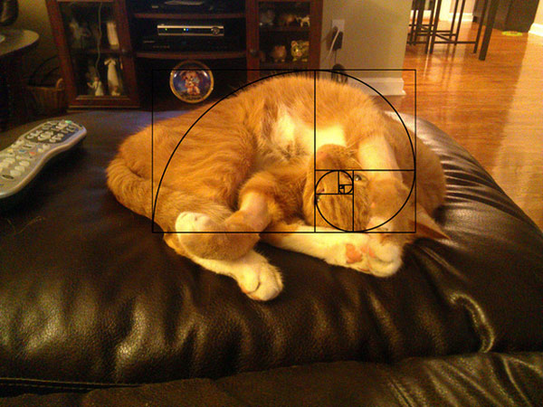 Cats are perfect animals, at least when applying the Golden Fibonacci ...