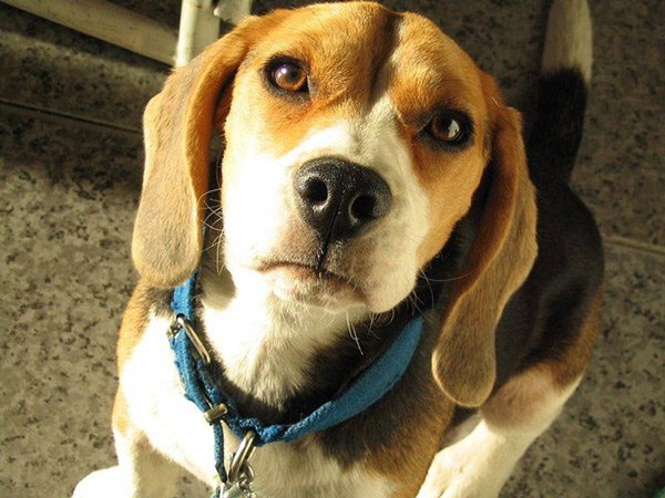 Celebrate the world's most intelligent dogs Picture 10