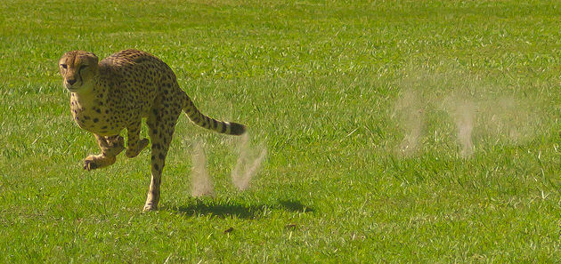 Cheetah hunting newspaper sped up 0-95km / h in 3 seconds to defeat the spectacular prey Picture 2