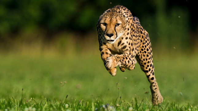 Cheetah hunting newspaper sped up 0-95km / h in 3 seconds to defeat the spectacular prey Picture 3