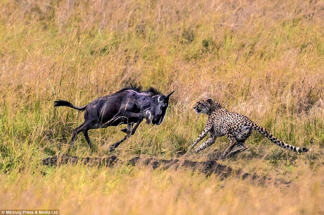 Cheetah hunting newspaper sped up 0-95km / h in 3 seconds to defeat the spectacular prey Picture 4