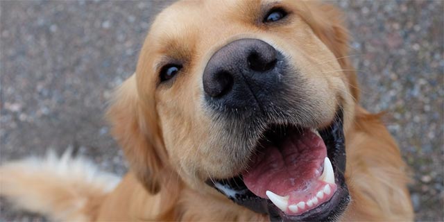 Chinese startups experimenting with projects tracking lost dogs through 'nose marks' Picture 2