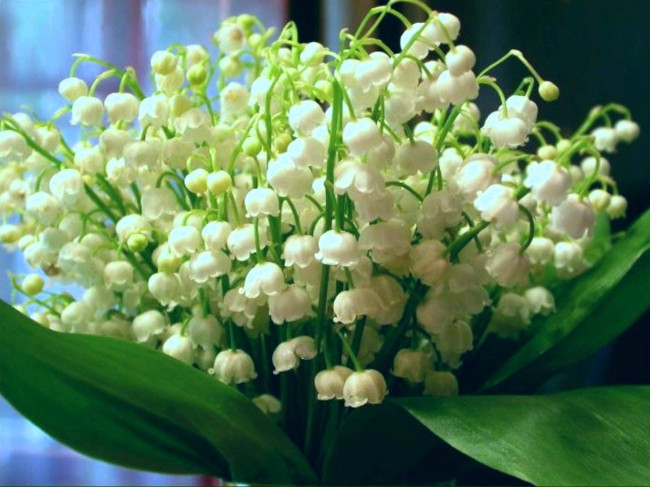 Choose flowers to give your lover, girlfriend on the occasion of October 20 Picture 5