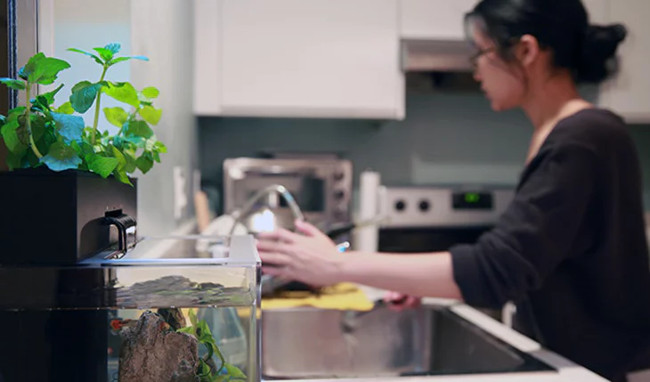 Clean the aquarium yourself thanks to symbiotic relationships between fish and plants in the tank Picture 1