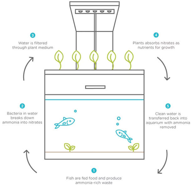 Clean the aquarium yourself thanks to symbiotic relationships between fish and plants in the tank Picture 2
