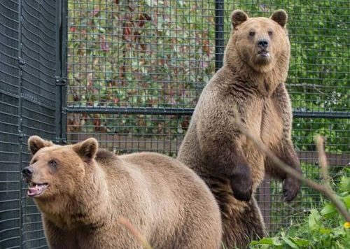 Climate change is so severe that hibernating bears woke up 2 months early Picture 1