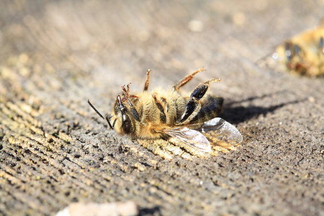 Climate change puts bees at risk of extinction, but it's not too late for humanity to save them and save themselves Picture 1