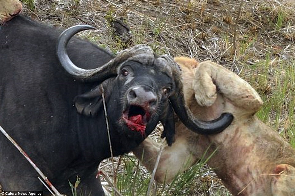 Close up of the life and death moments of wild animals Picture 1