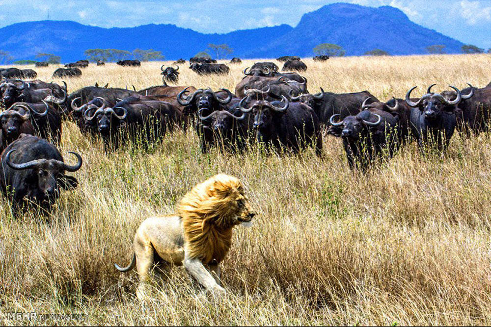 Close up of the life and death moments of wild animals Picture 10