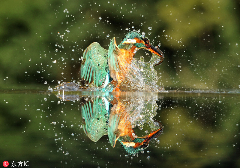 Close up of the life and death moments of wild animals Picture 12