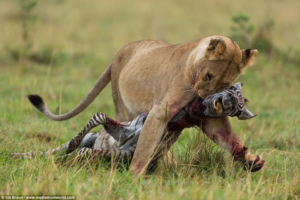 Close up of the life and death moments of wild animals Picture 13