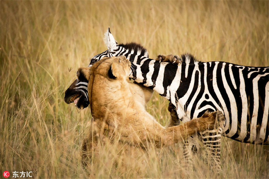 Close up of the life and death moments of wild animals Picture 14