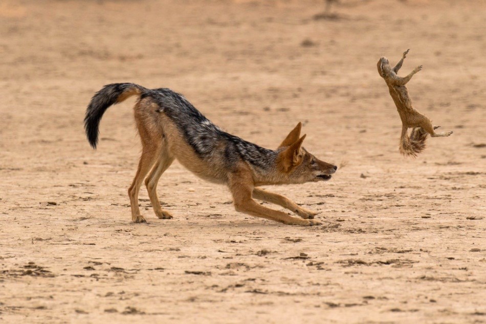 Close up of the life and death moments of wild animals Picture 2