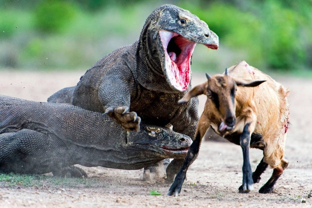 Close up of the life and death moments of wild animals Picture 3