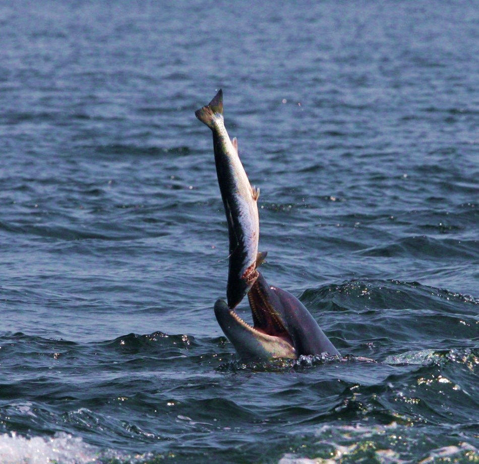 Close up of the life and death moments of wild animals Picture 6