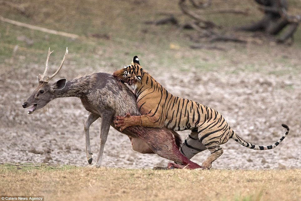Close up of the life and death moments of wild animals Picture 7