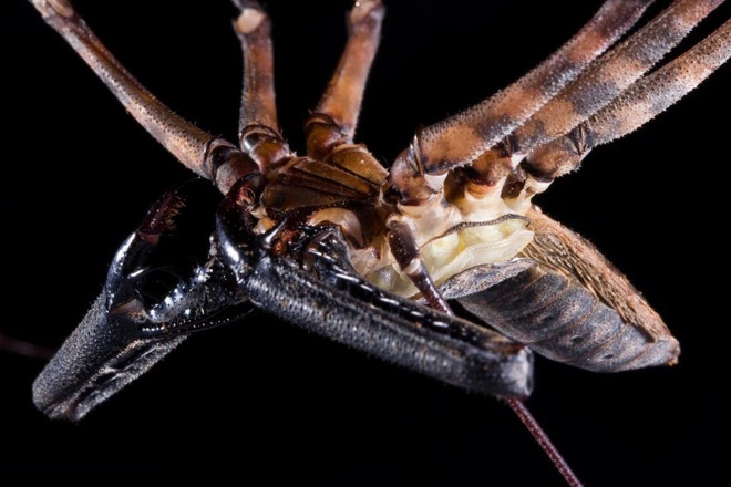 Close up of the molting process of long leg spiders for 1 hour Picture 1