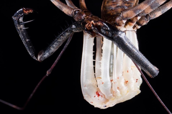 Close up of the molting process of long leg spiders for 1 hour Picture 2