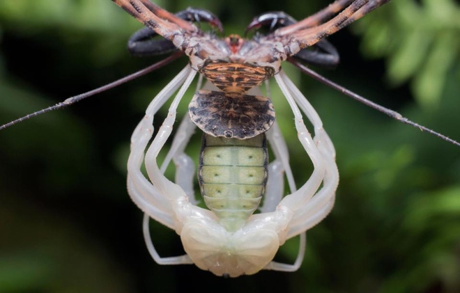Close up of the molting process of long leg spiders for 1 hour Picture 3