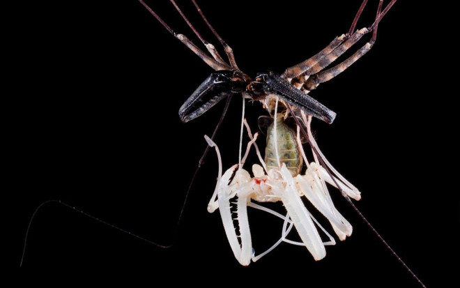 Close up of the molting process of long leg spiders for 1 hour Picture 4