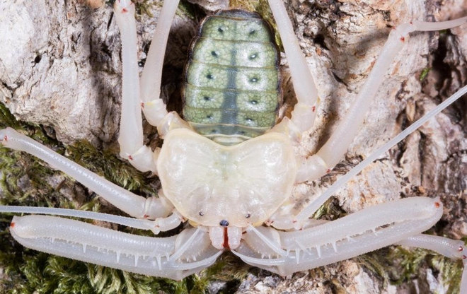 Close up of the molting process of long leg spiders for 1 hour Picture 6