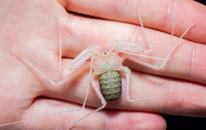 Close up of the molting process of long leg spiders for 1 hour Picture 7