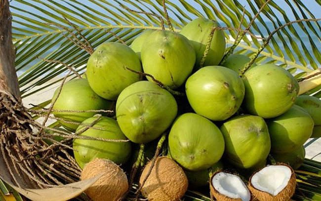 Coconut water is very good, but drinking in these ways only 'picks up the body' Picture 3