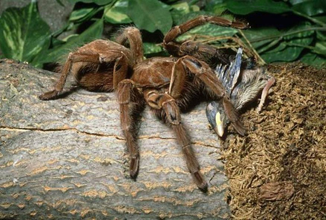 Cold with the world's largest large spider, can 're-eat' the mouse in the blink of an eye Picture 2