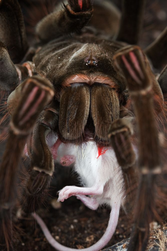 Cold with the world's largest large spider, can 're-eat' the mouse in the blink of an eye Picture 3