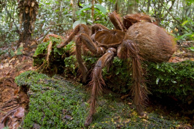 Cold with the world's largest large spider, can 're-eat' the mouse in the blink of an eye Picture 4
