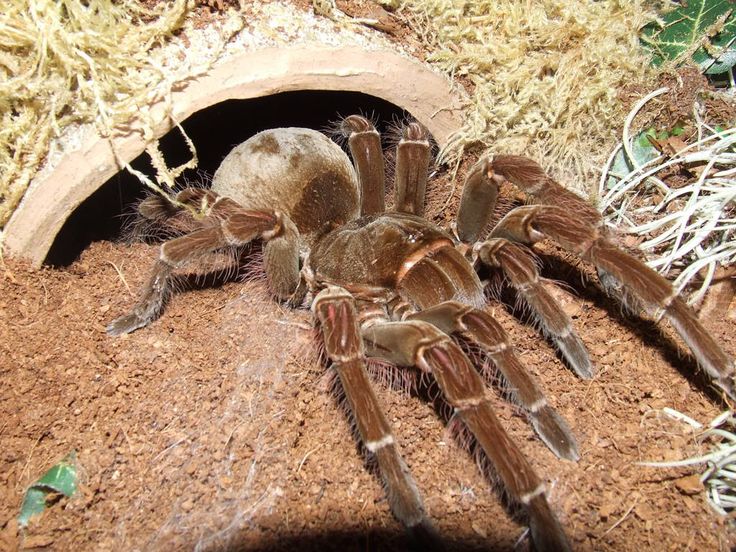 Cold with the world's largest large spider, can 're-eat' the mouse in the blink of an eye Picture 5