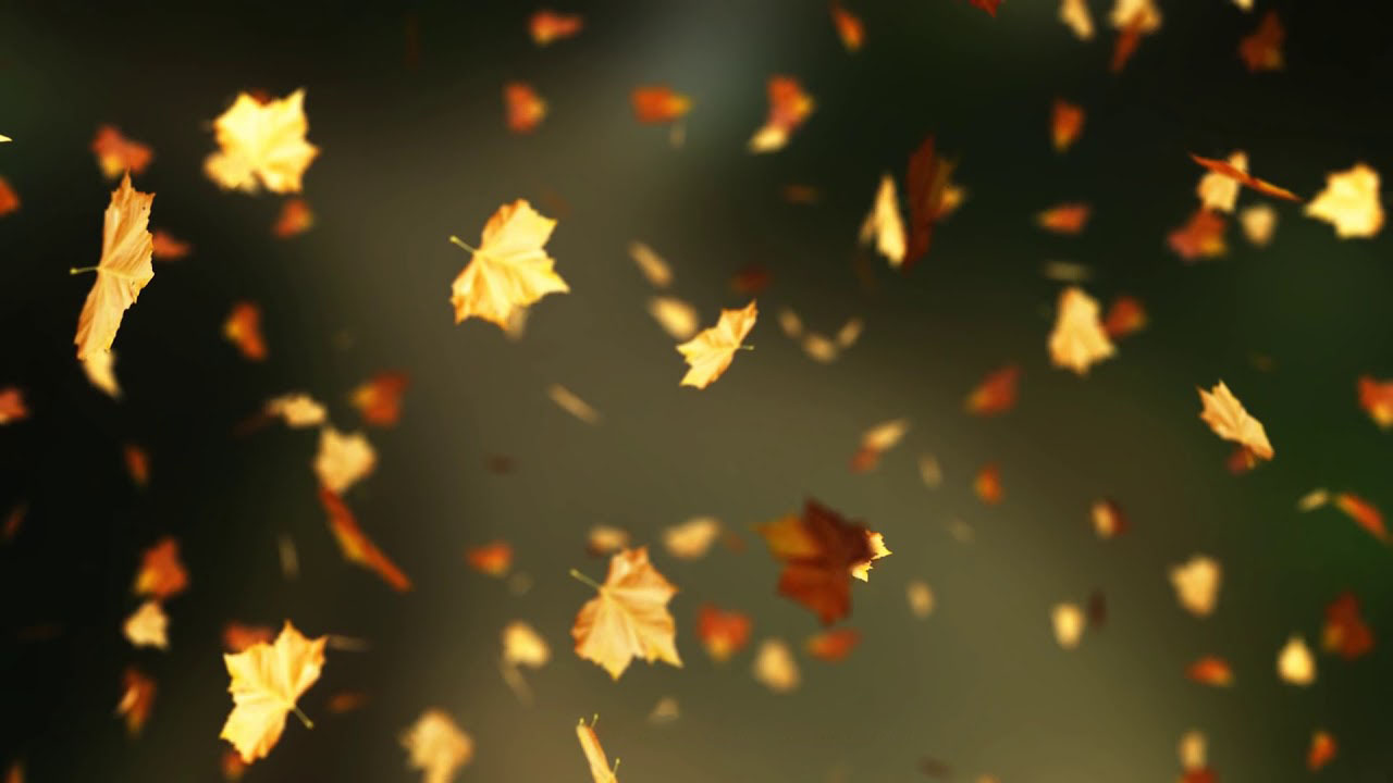 Collection of beautiful leafy wallpapers for Power Point Picture 36
