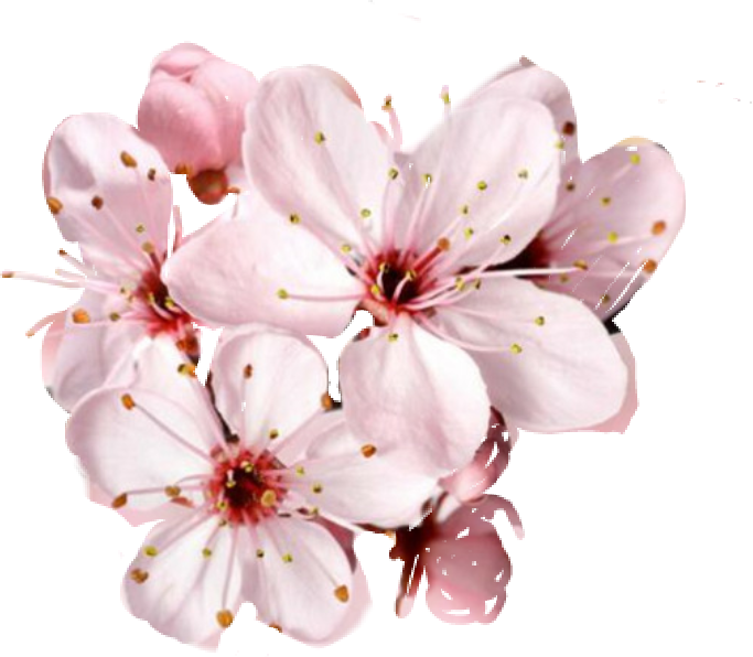 Collection of Peach Blossom PNG images Picture 12