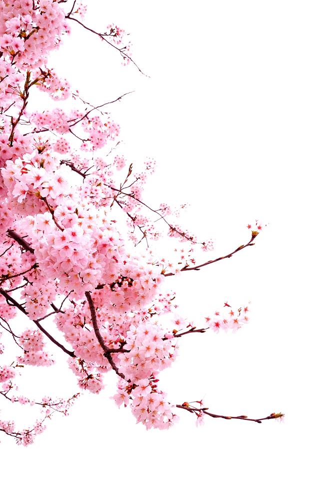 Collection of Peach Blossom PNG images Picture 13