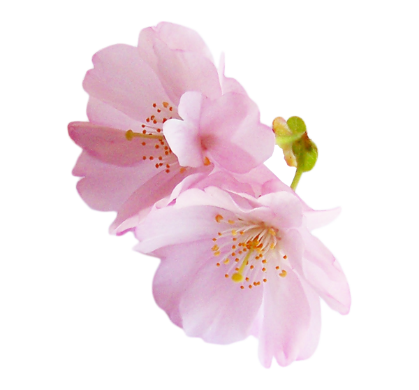 Collection of Peach Blossom PNG images Picture 24