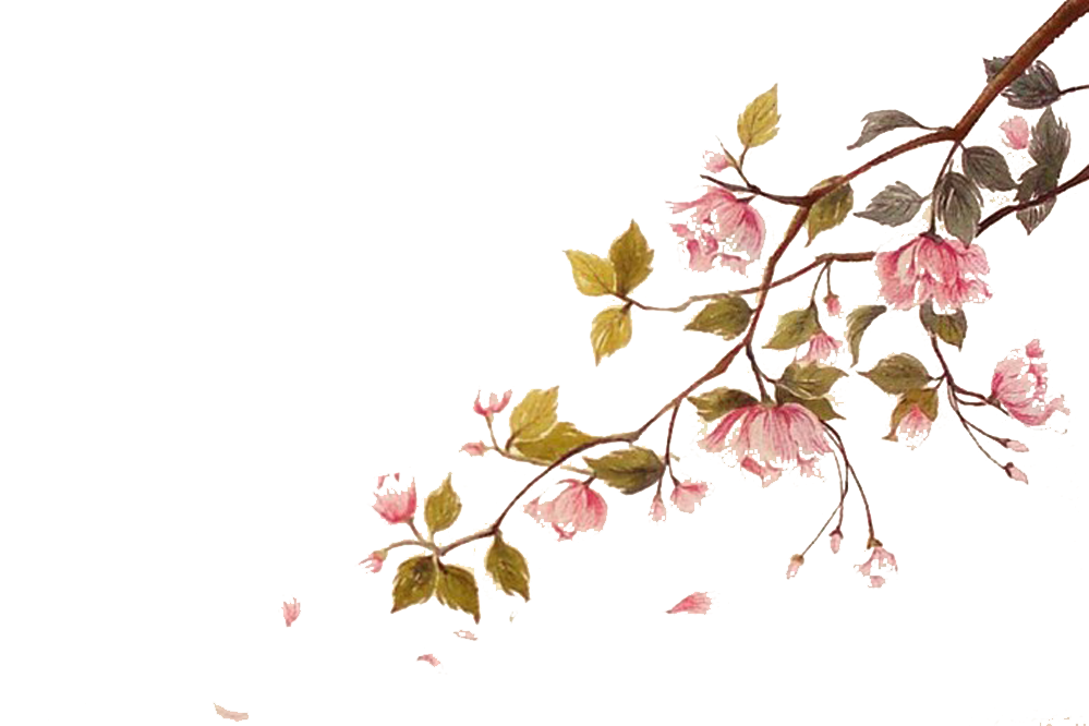 Collection of Peach Blossom PNG images Picture 26
